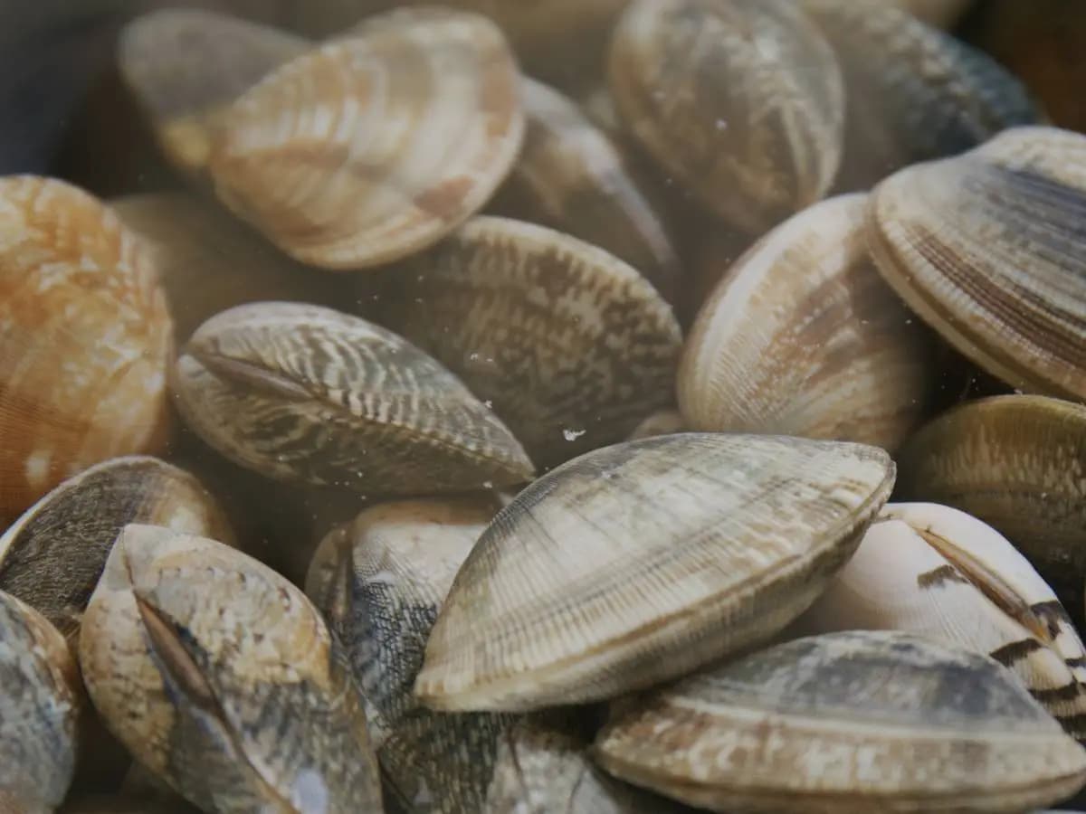 Pulire le vongole, ecco come fare