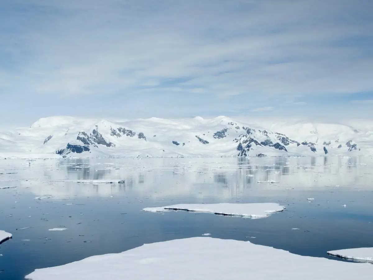 Microplastiche, l’unico insetto dell’Antartide ne presenta tracce