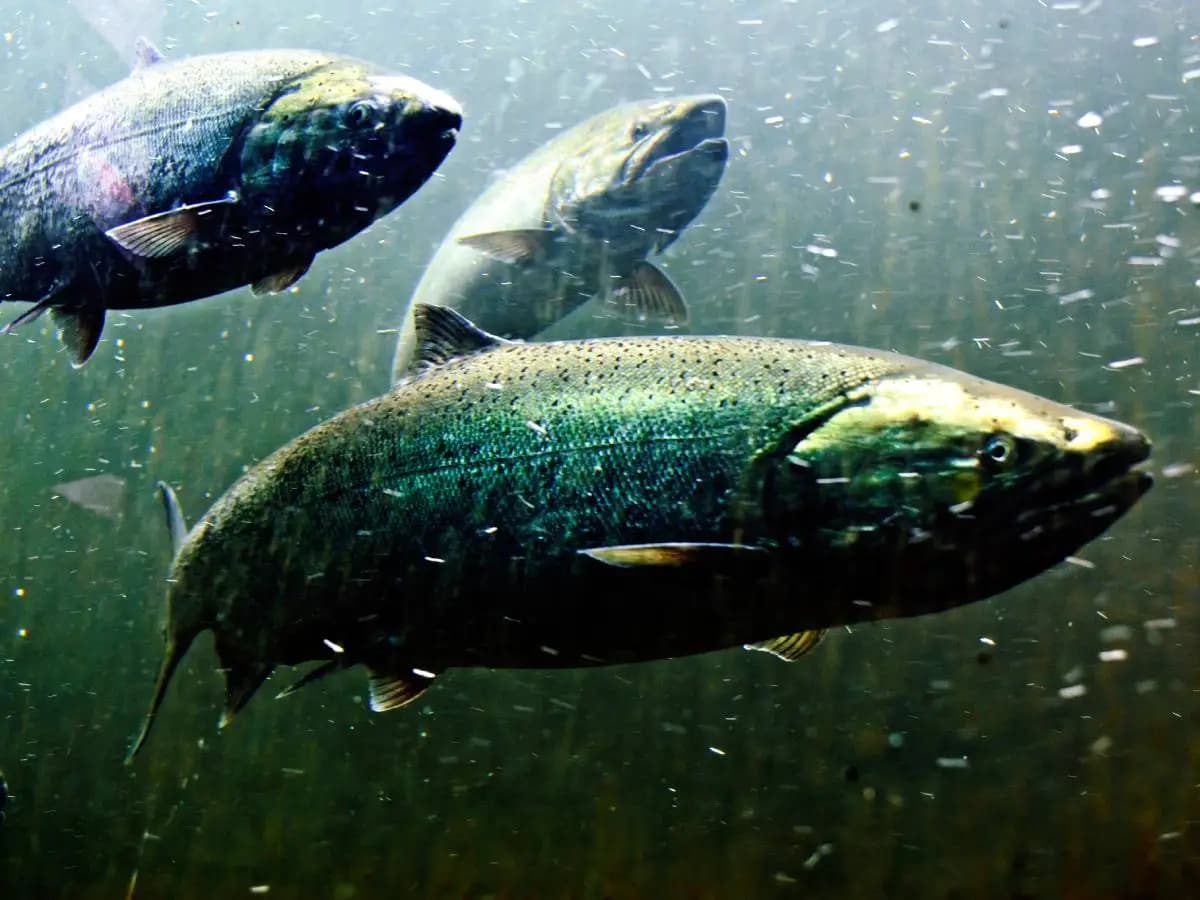 Salmone dell’Alaska a rischio, come il clima sta cambiando fiumi e pesca