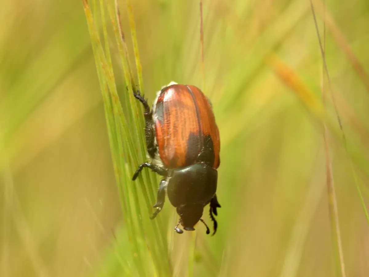 Popillia Japonica, come riconoscerla e quali danni provoca