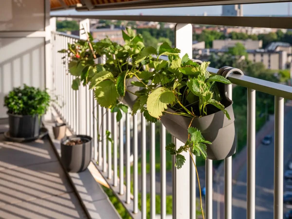 Piante da balcone contro il caldo, quali scegliere per rinfrescare casa