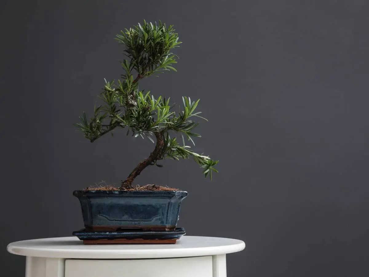 Cosa significa bonsai e perché è un bel regalo da fare a una persona cara