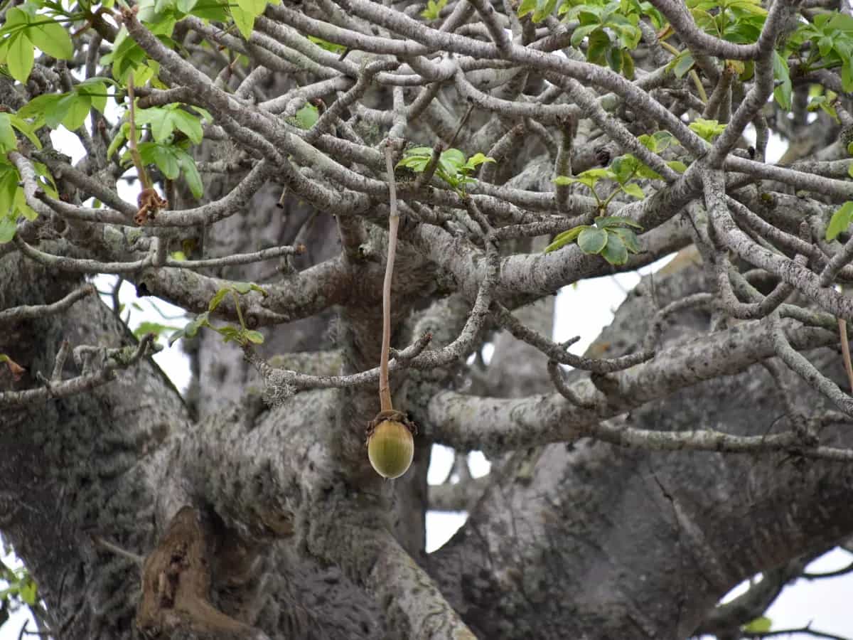 frutto baobab