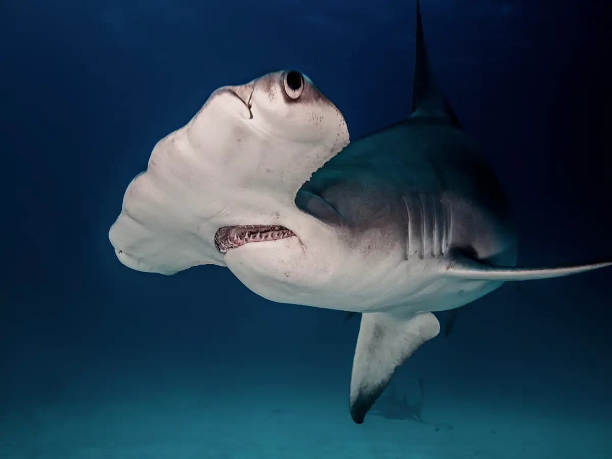 Gli squali martello regolano la temperatura corporea trattenendo il respiro