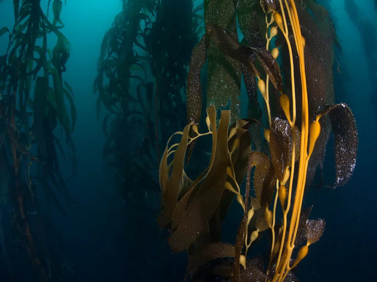 Una banca del seme per salvare l’alga kelp