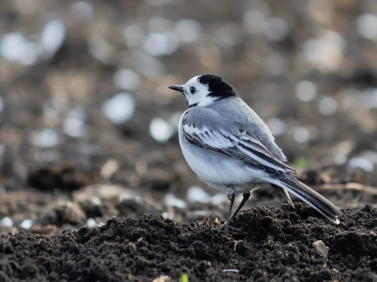 Agricoltura intensiva e pesticidi: ecco le cause della scomparsa degli uccelli