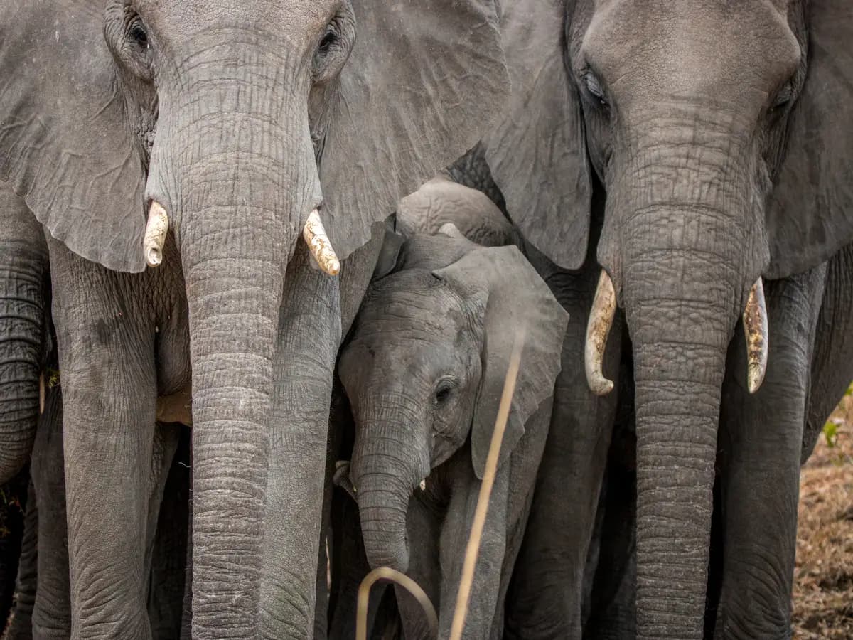 L’etogramma dell’elefante può salvarlo dall’estinzione