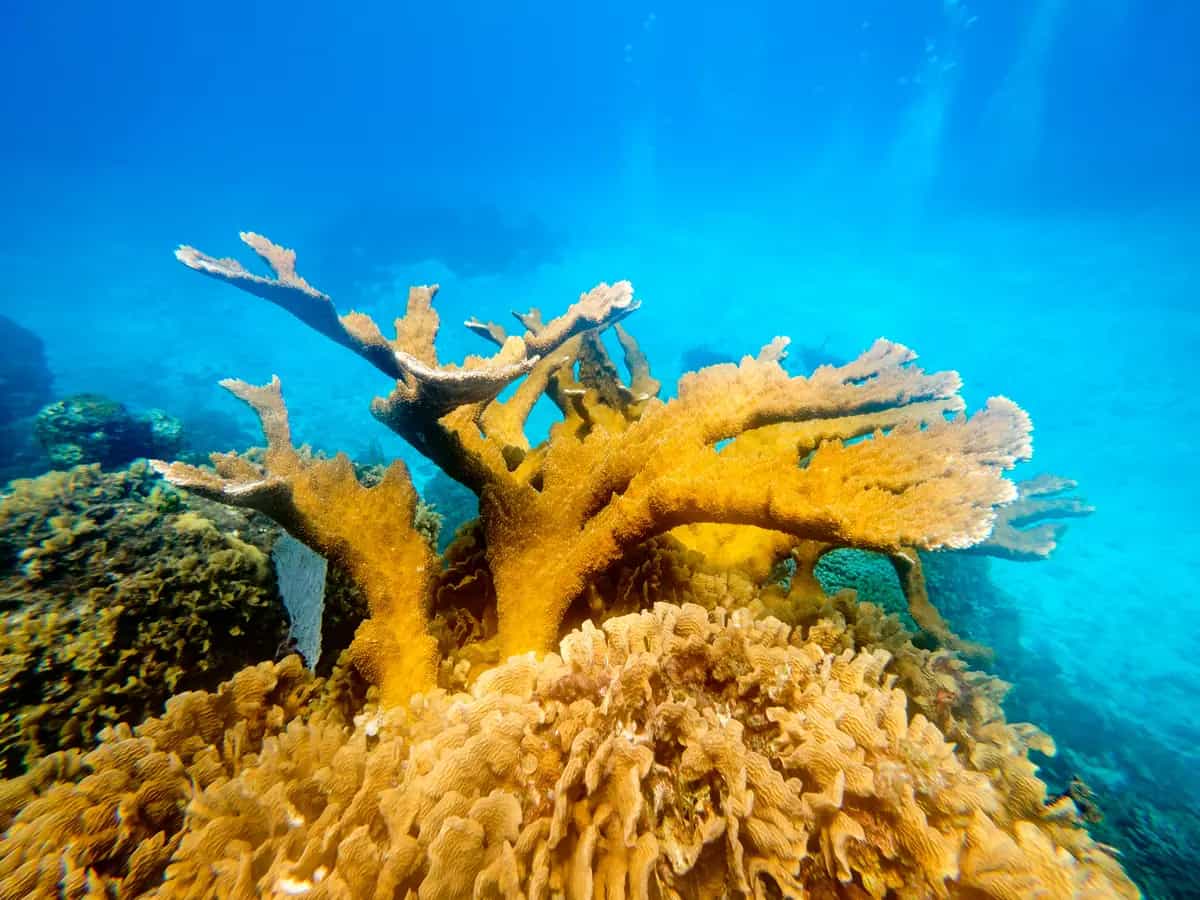 Coralli, i virus aumentano i rischi di estinzione