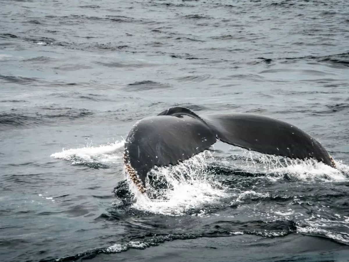 Islanda: niente caccia alle balene quest’anno, si va verso lo stop definitivo?