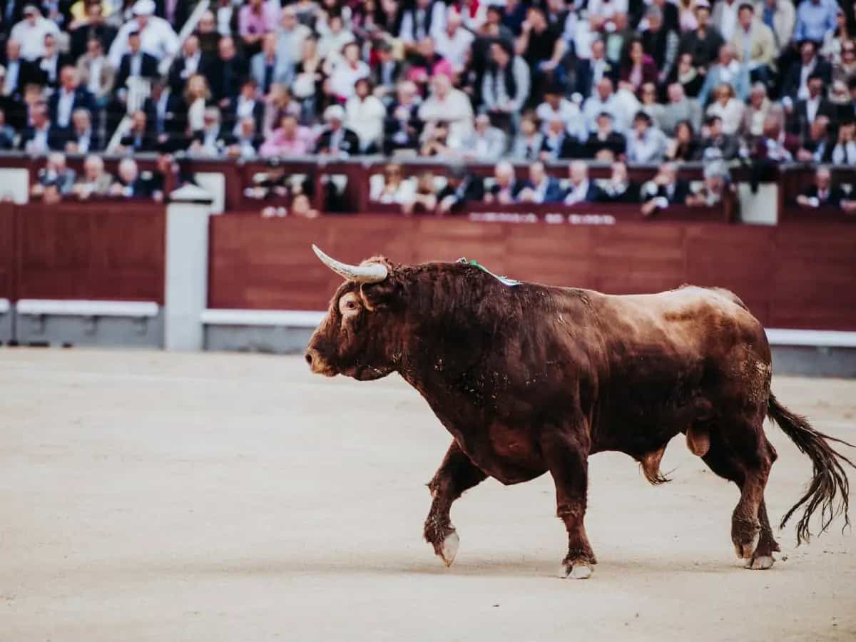 San Firmino: come funziona la controversa corsa dei tori di Pamplona?