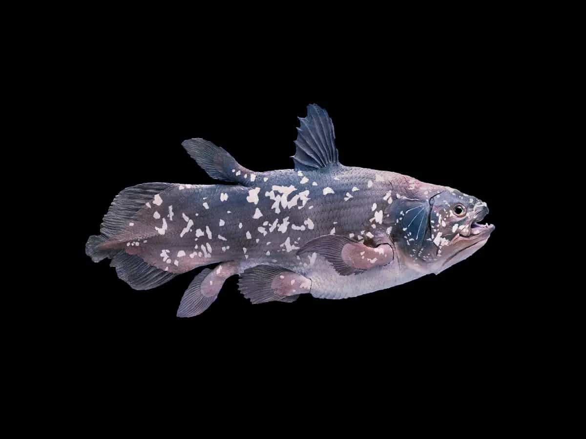 Celacanto, il pesce che può vivere fino a cent’anni