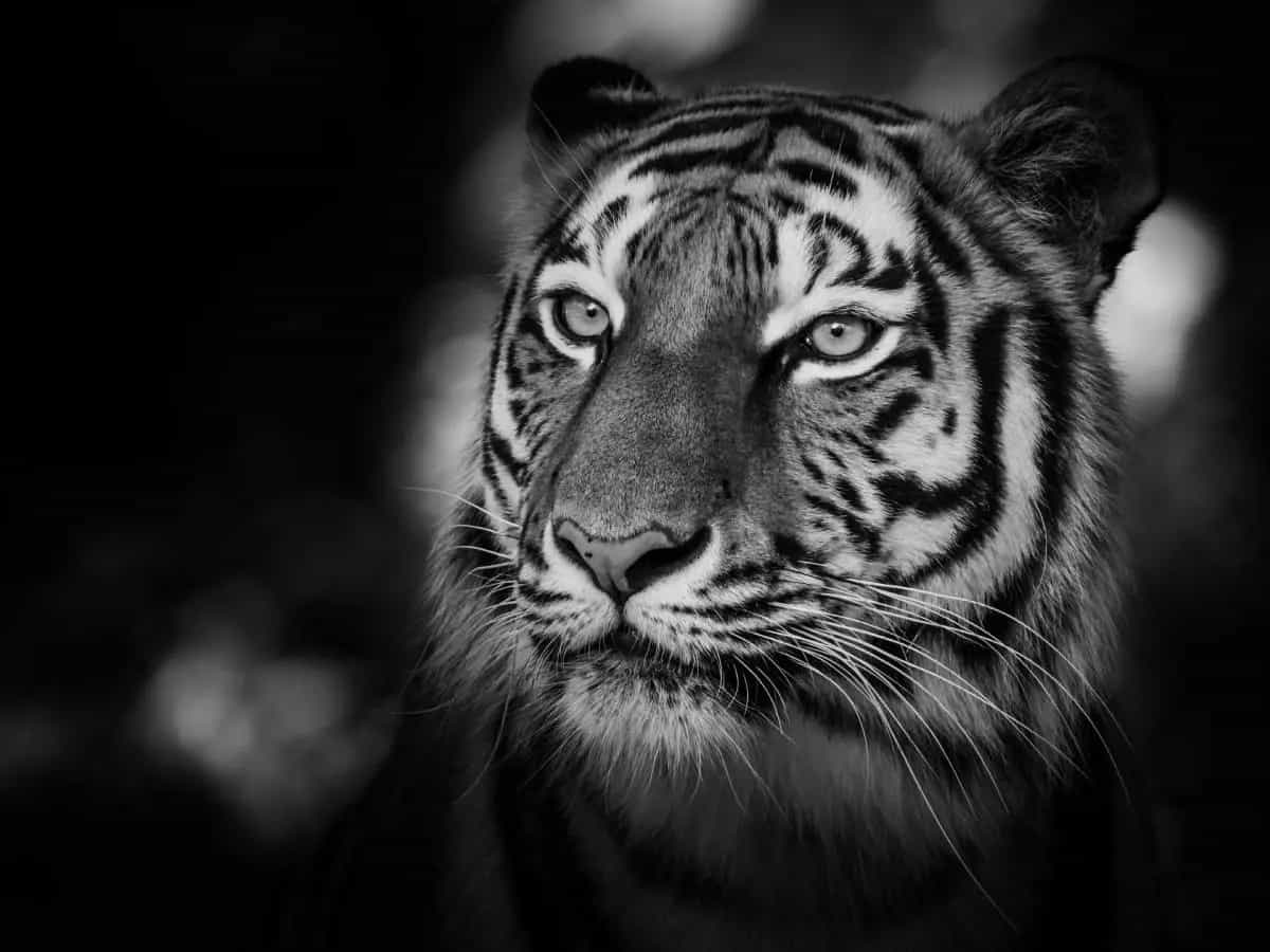 Tigre siberiana: ogni individuo ha una particolare personalità
