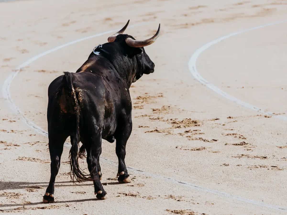 Escañuela, la corsa dei tori senza violenza né tori