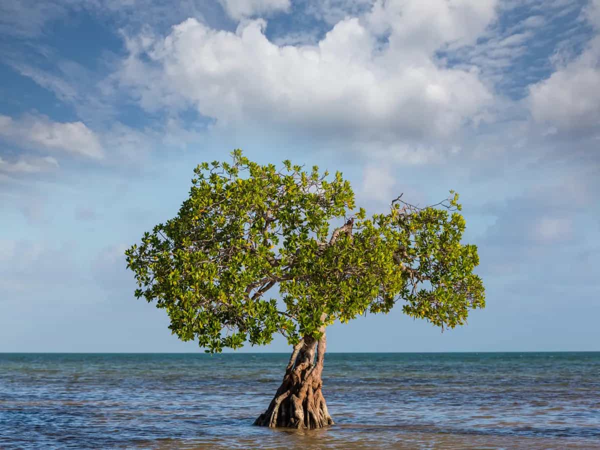 Mangrovie, tutti i benefici per l’ambiente di questi alberi