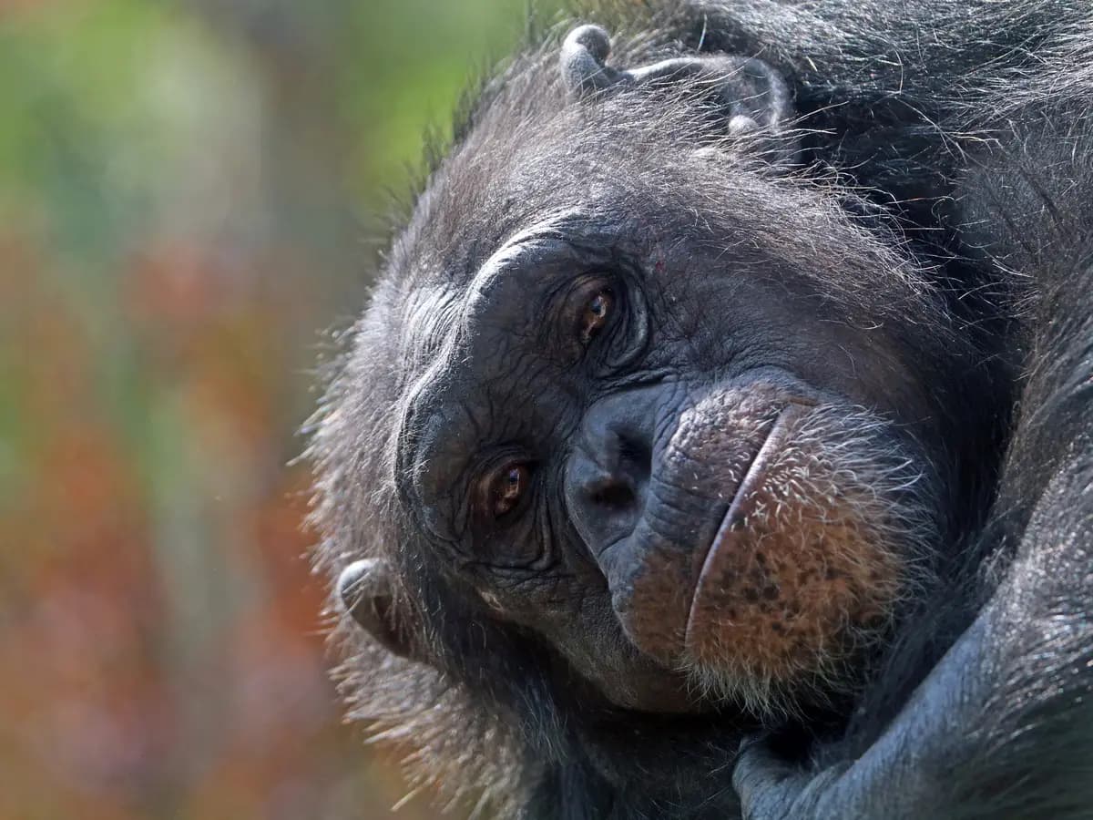 Gli scimpanzé anziani hanno una salute straordinaria