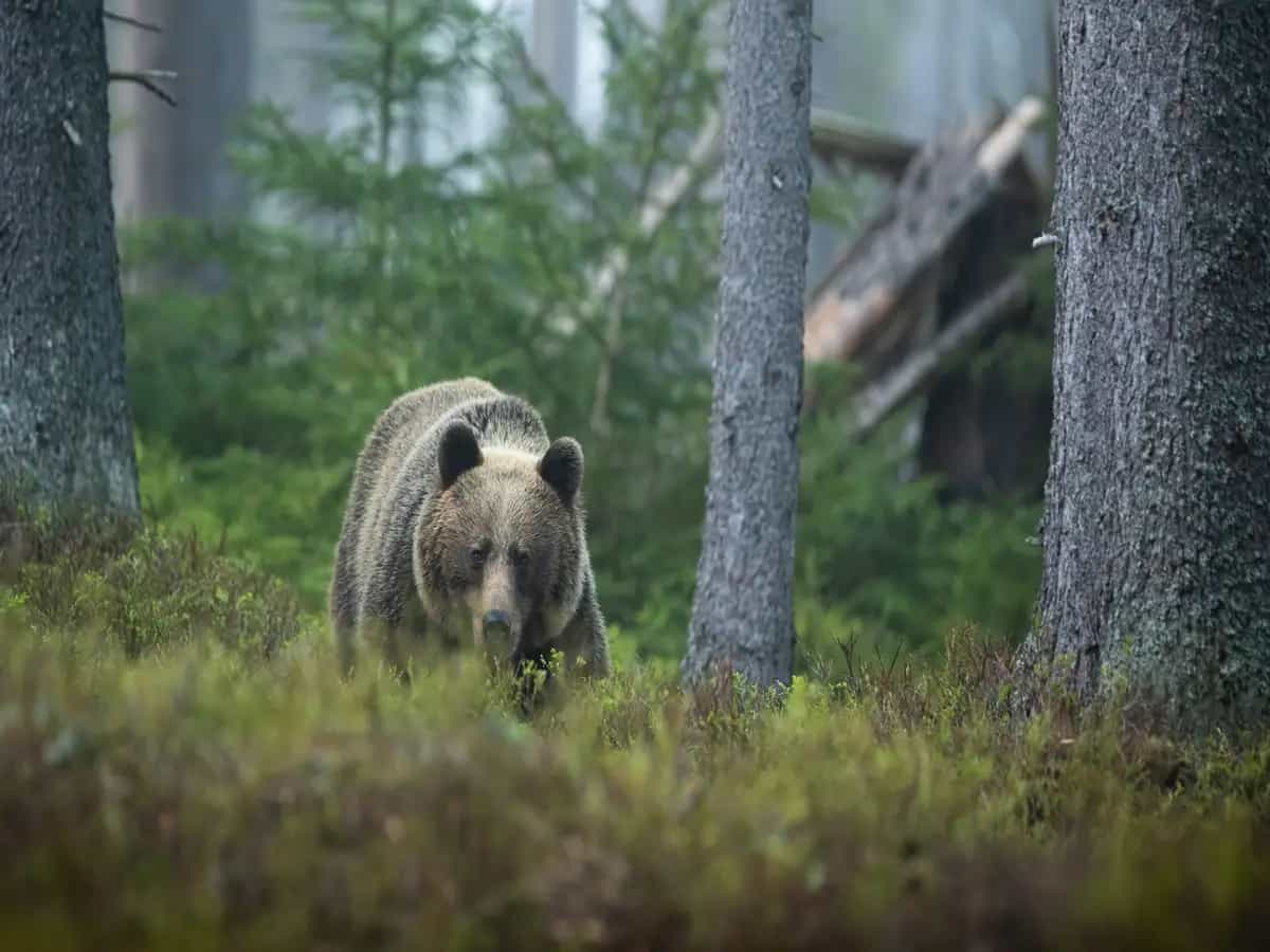 Orso grolare, l’ibrido tra grizzly e orso polare