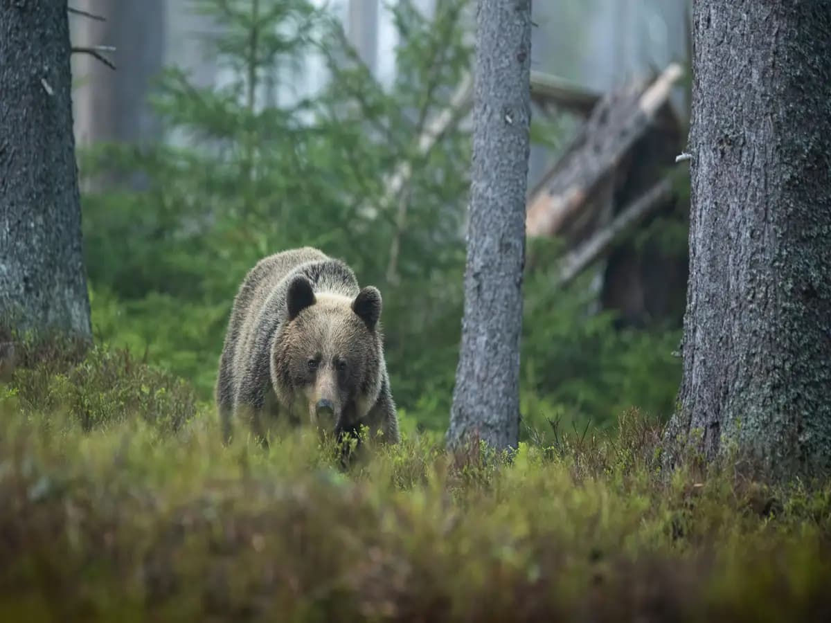 Orso grolare, l’ibrido tra grizzly e orso polare