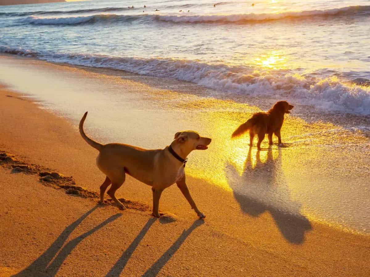 Cani in spiaggia: quali sono le regole