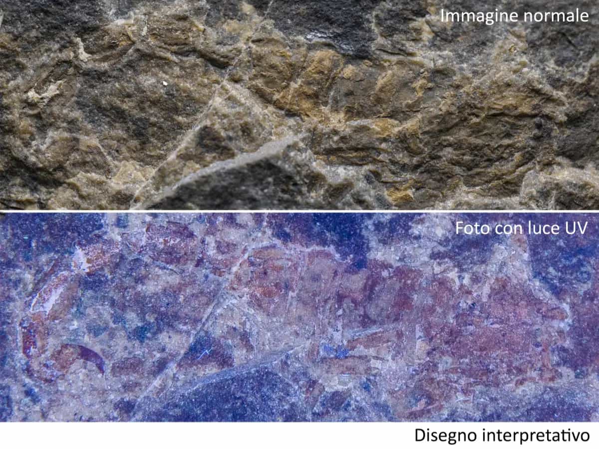 Scoperto in un fossile il primo scorpione italiano dell’Era Mesozoica