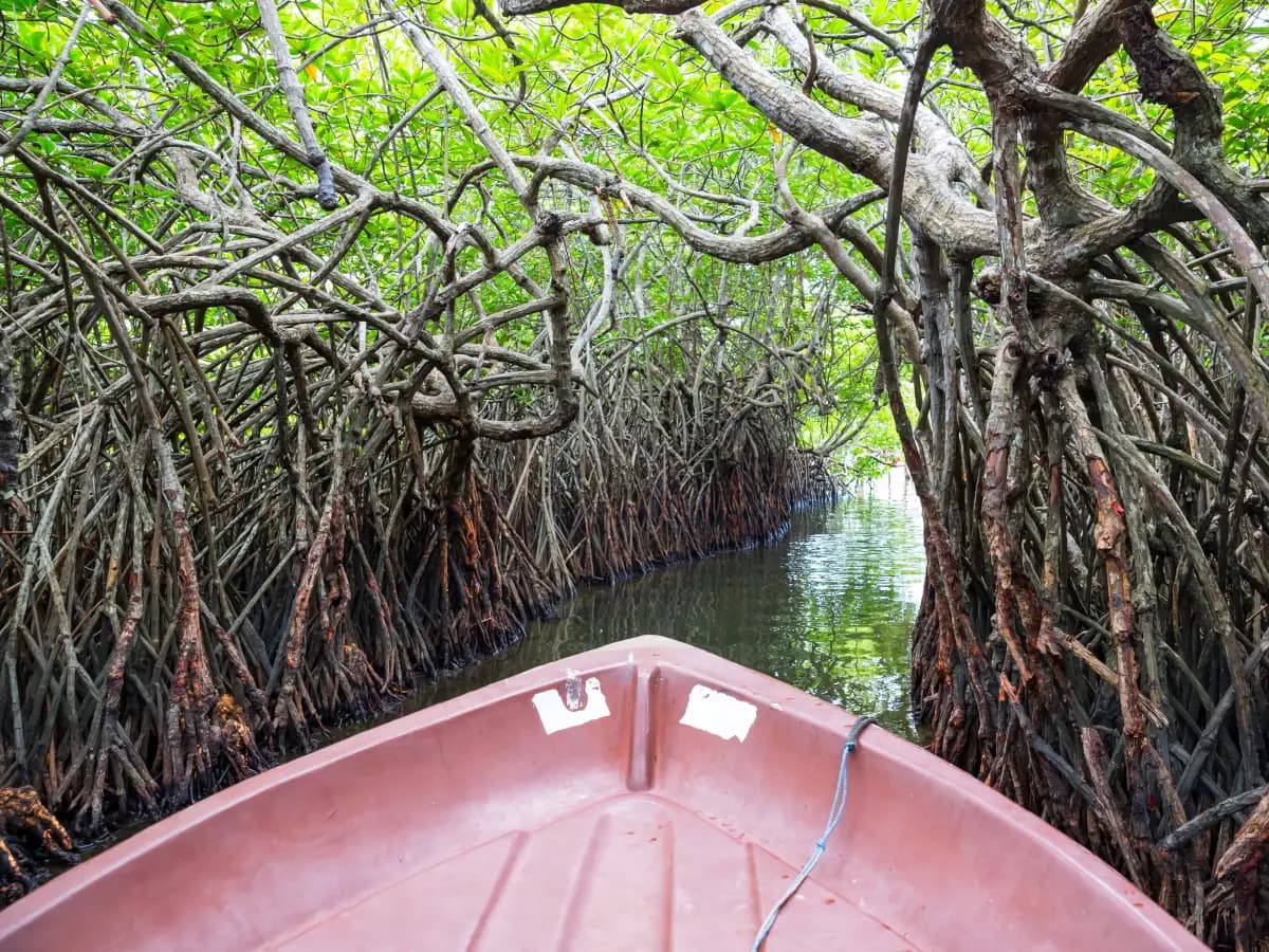 foreste mangrovie cosa sono