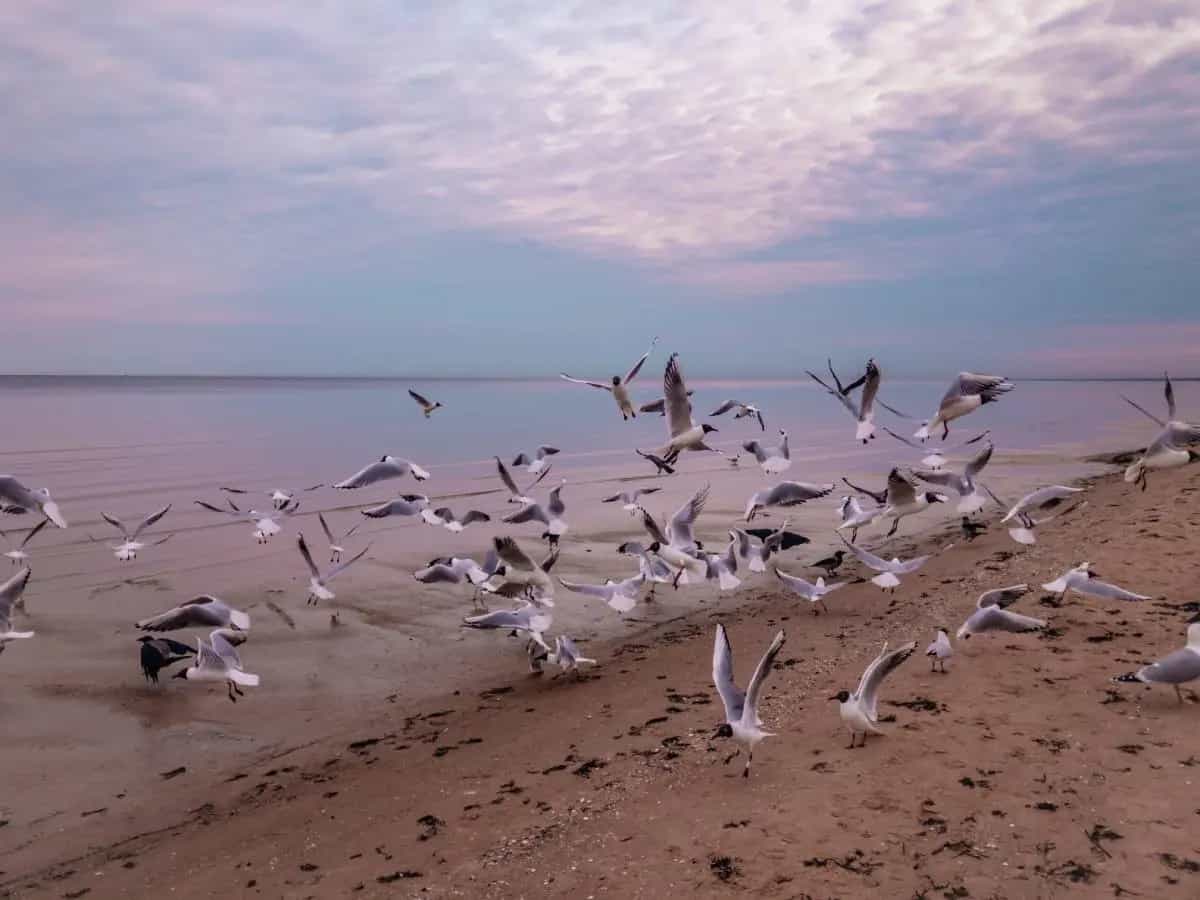 Uccelli marini: le ondate di calore sono un pericolo mortale