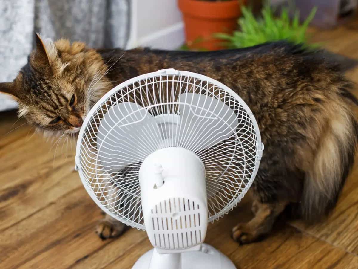 Gatto: come proteggerlo dal caldo estivo