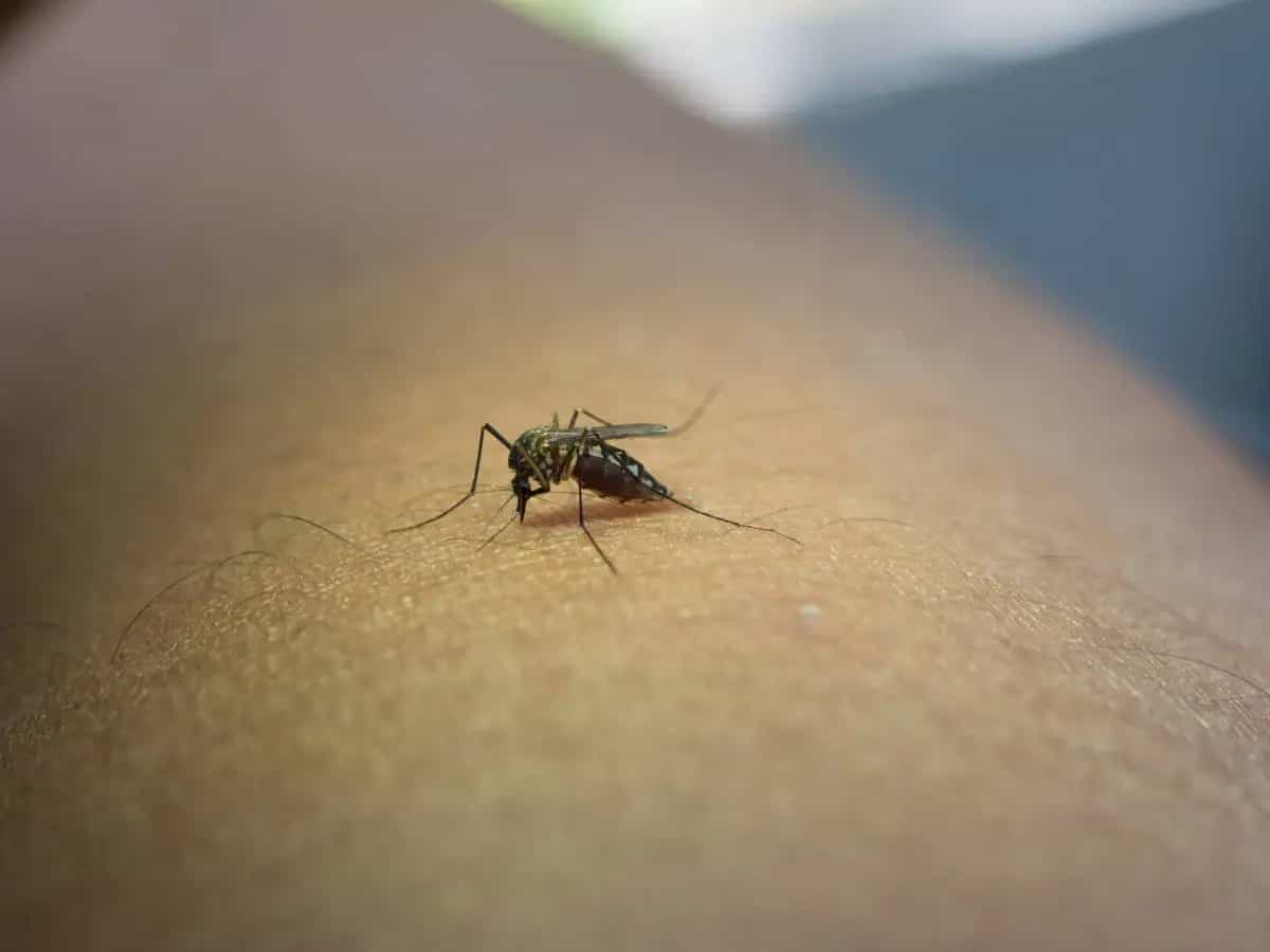 Quali malattie portano le zanzare?