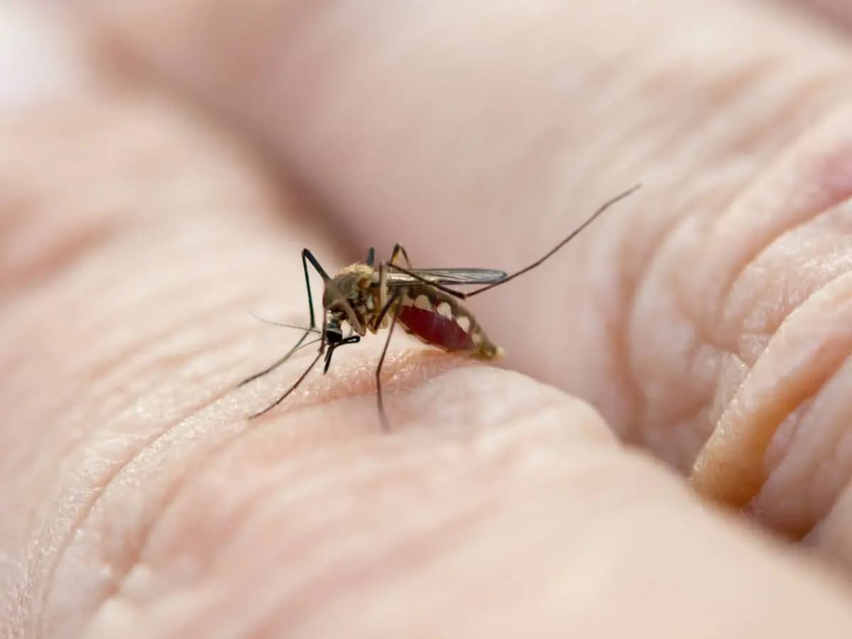 Zanzare: in Europa in aumento il rischio di malattie tropicali