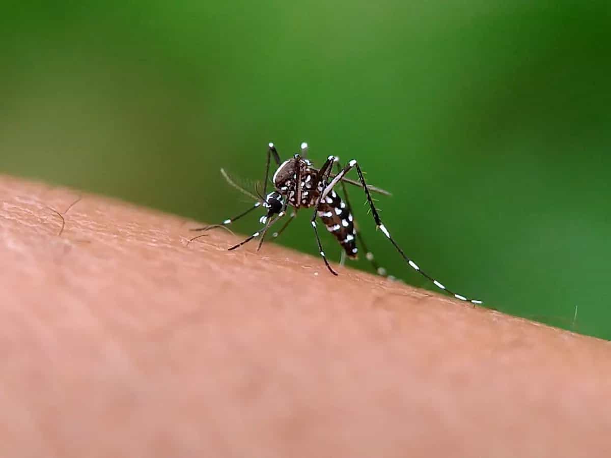 zanzare miti leggende scienza