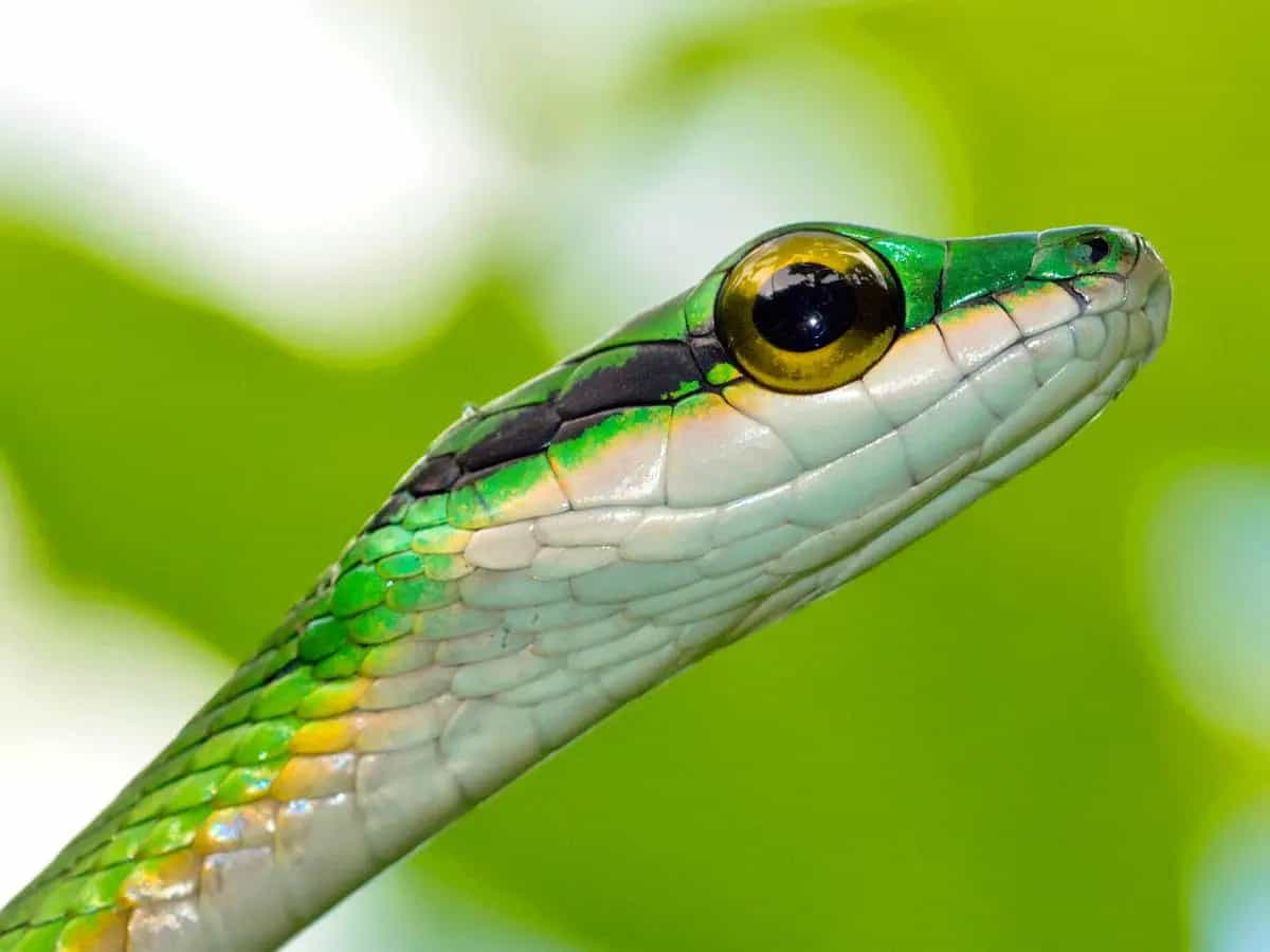 Serpenti: quali sono i più velenosi del mondo?