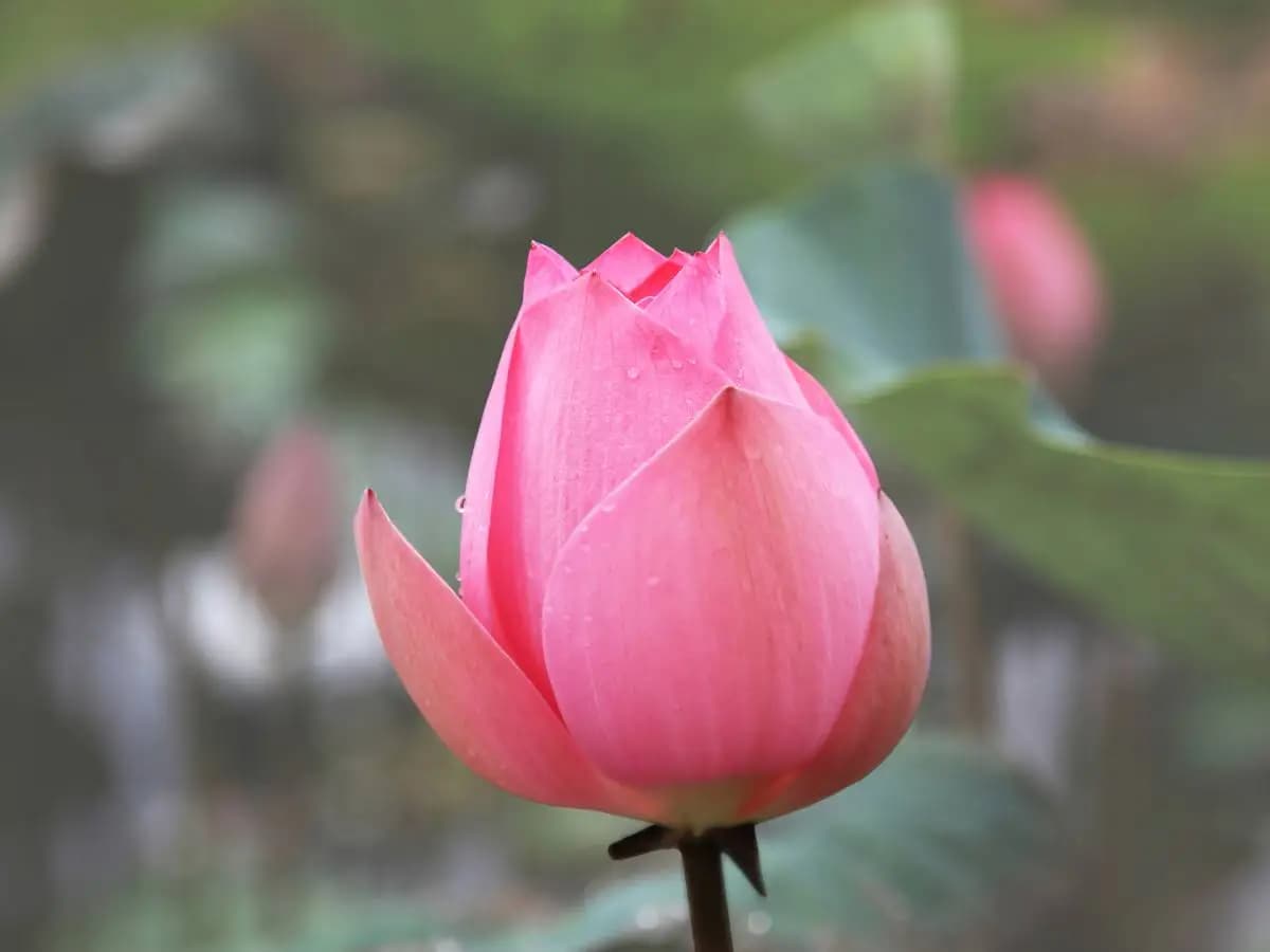 Il fiore di loto è commestibile?