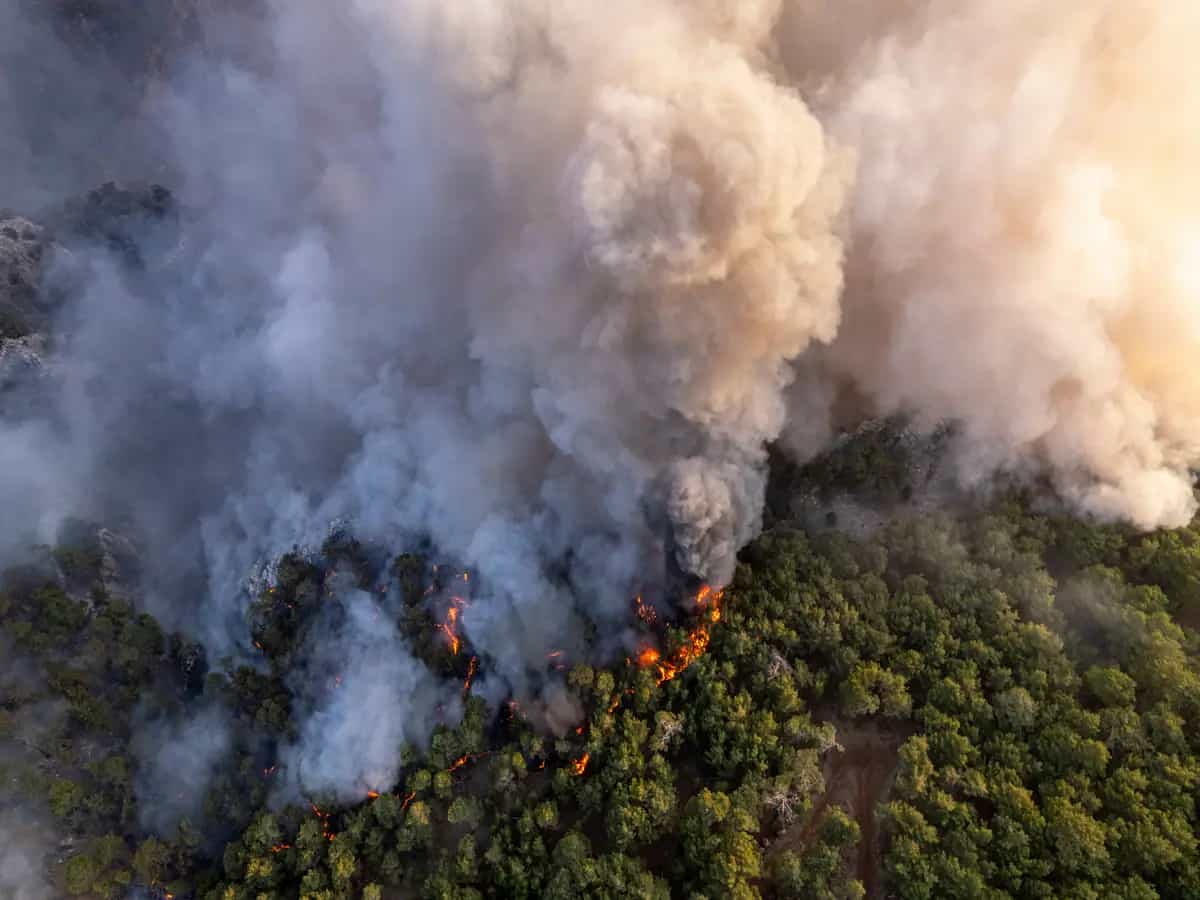 Incendi boschivi, nel 2022 bruciate oltre il 20% delle foreste