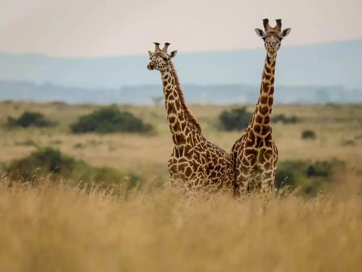 Le giraffe Masai sono a rischio di estinzione