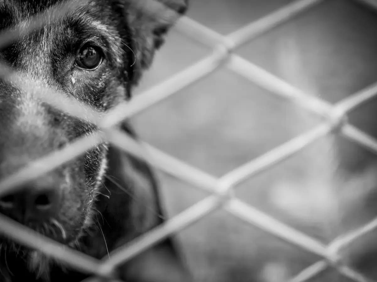 Oltre 2300 cani abbandonati salvati dall’Enpa a luglio 2023
