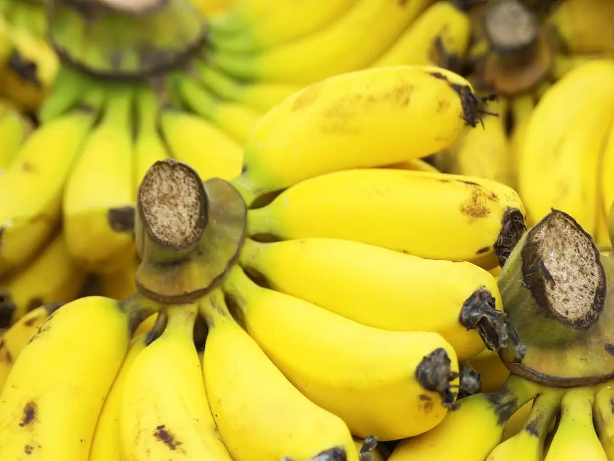 Banana21: la superbanana in grado di sfamare il mondo