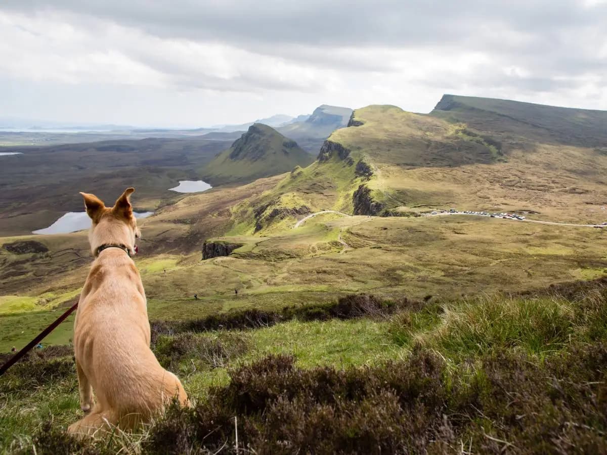 Cani in montagna: regole e accorgimenti per una vacanza sicura