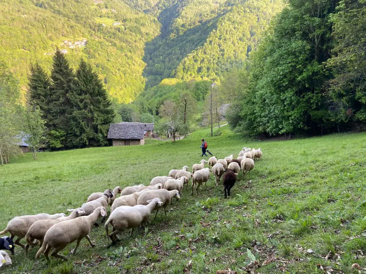 L’Italia riscopre la pastorizia: il lavoro della Scuola Giovani Pastori