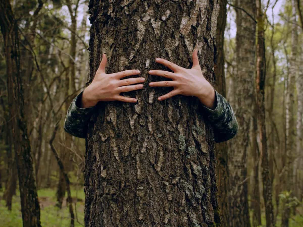 abbracciare alberi