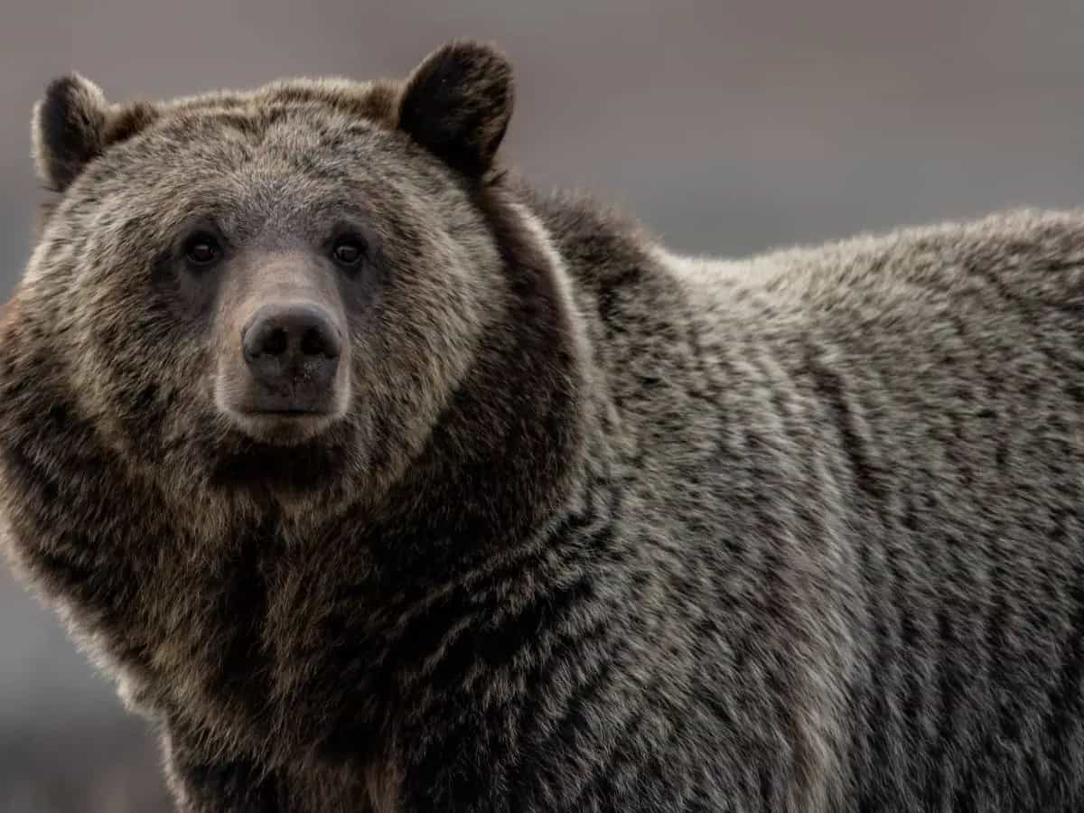Qual è la differenza tra orso bruno e grizzly?
