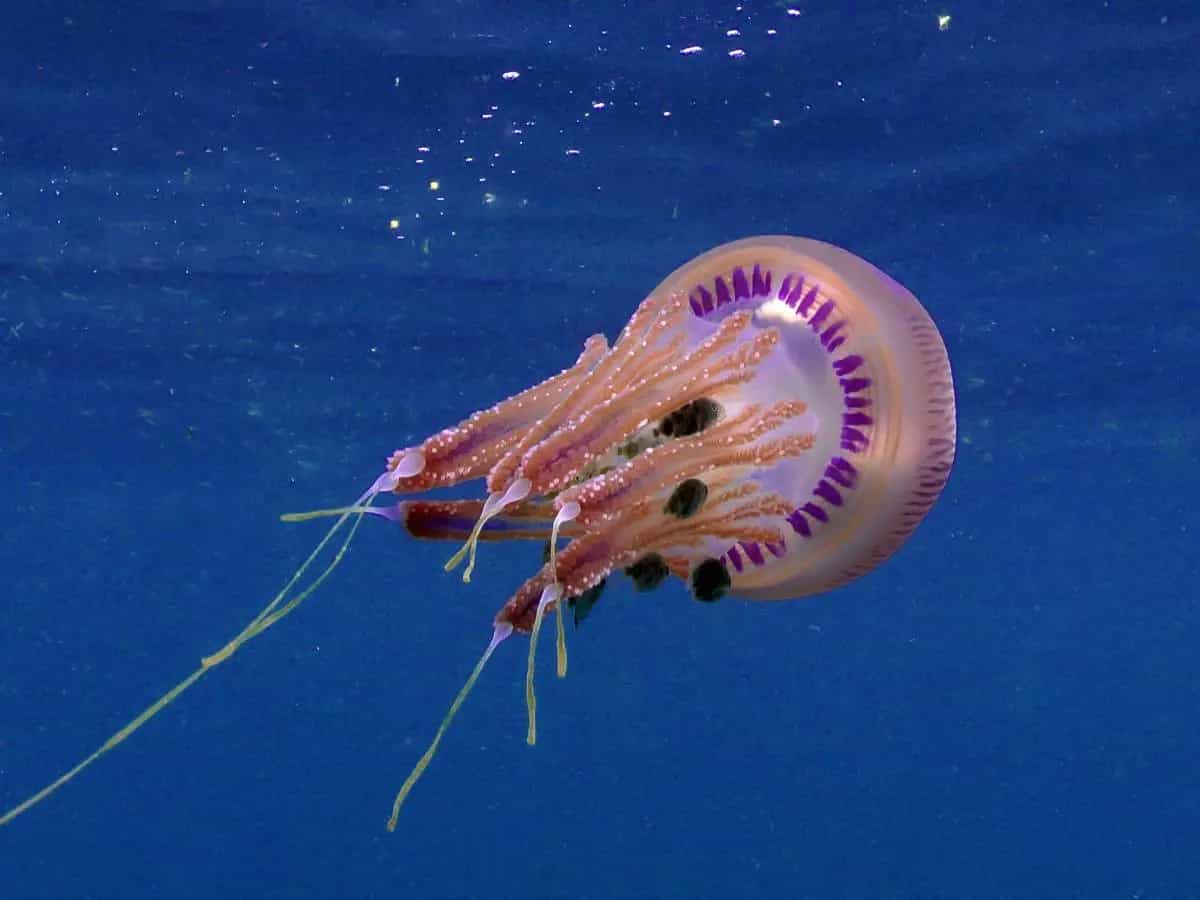 Puntura di medusa: rimedi per alleviare il fastidio