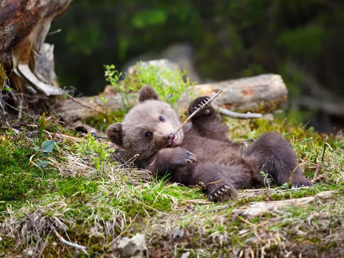 Che differenza c’è tra orso bruno e orso marsicano?