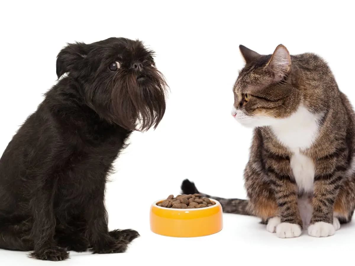 Che differenza c’è tra crocchette per cani e per gatti?