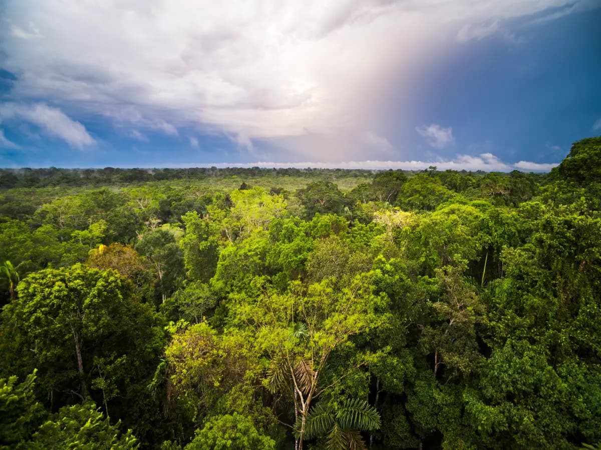 La crisi climatica trasforma le foreste in produttori di gas serra