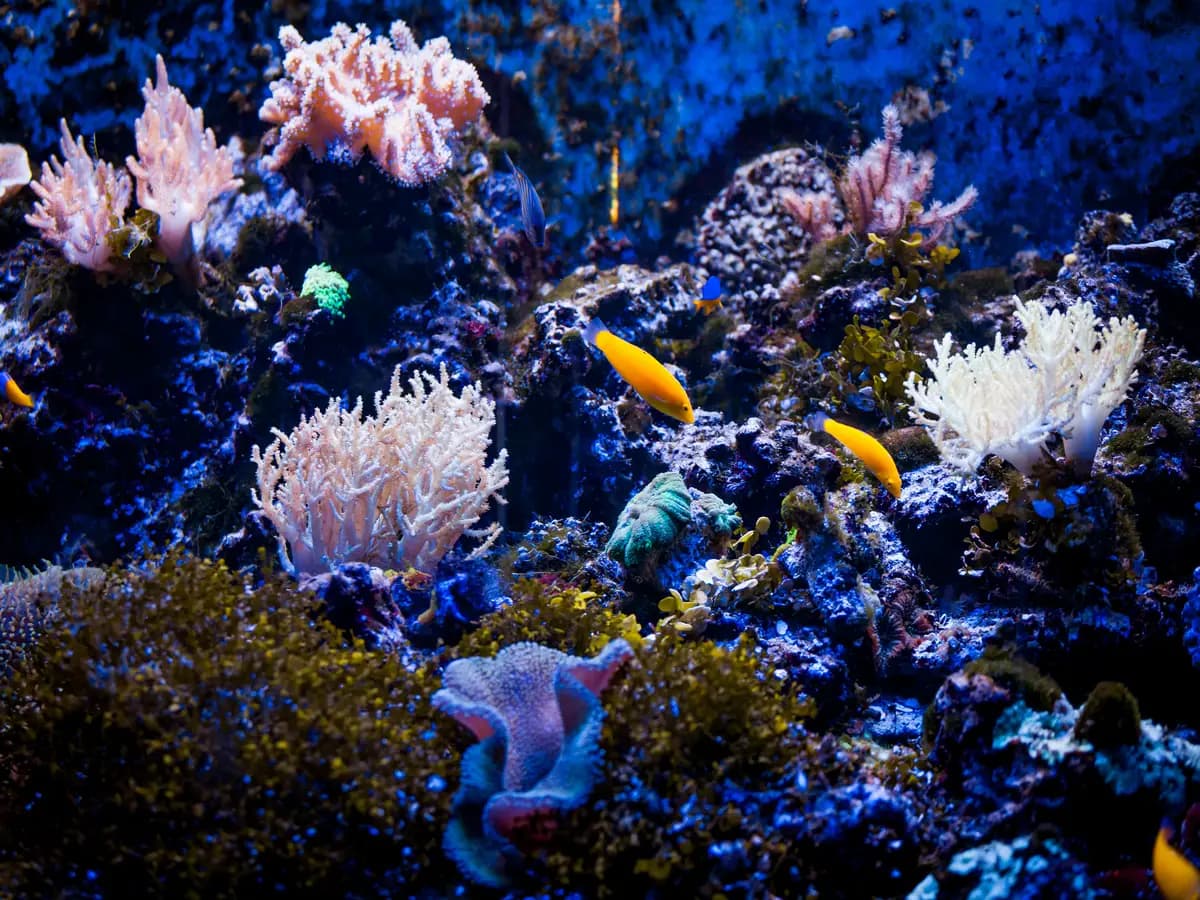 Biodiversità marina, creata un’app per studiarla con l’aiuto dei cittadini