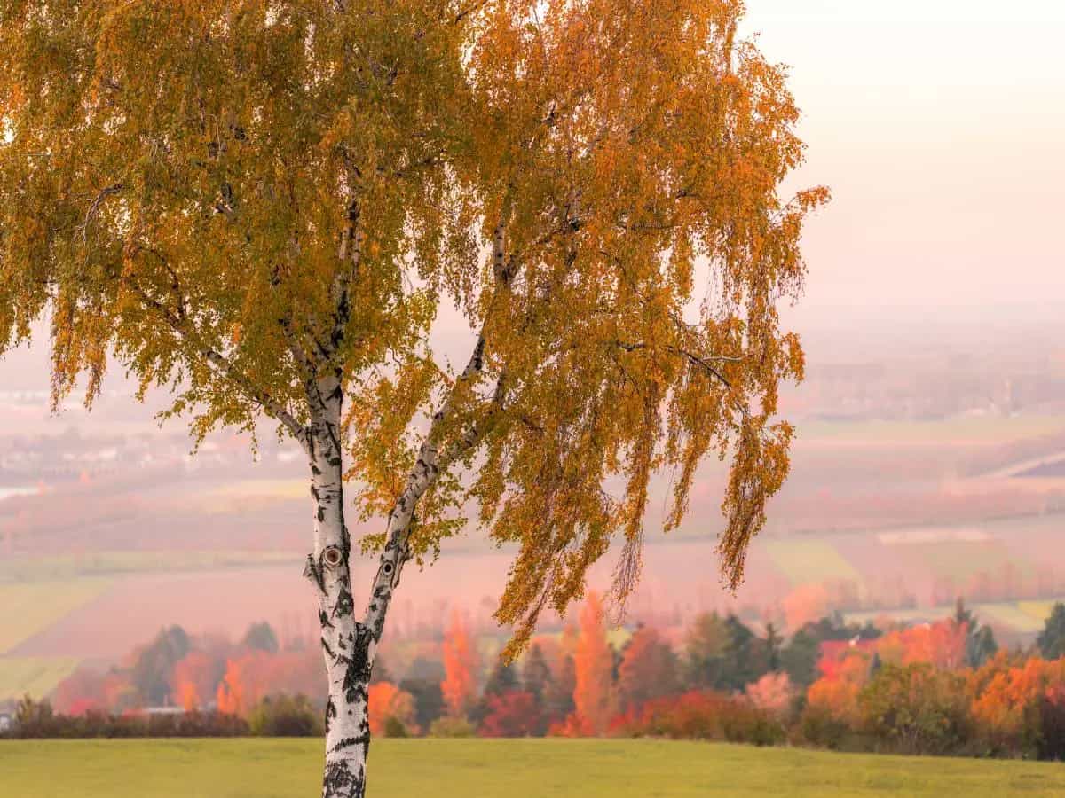 Le poesie più famose sull’autunno