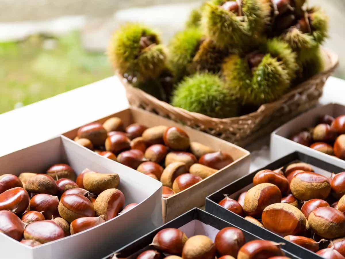 Castagne: come scegliere le migliori