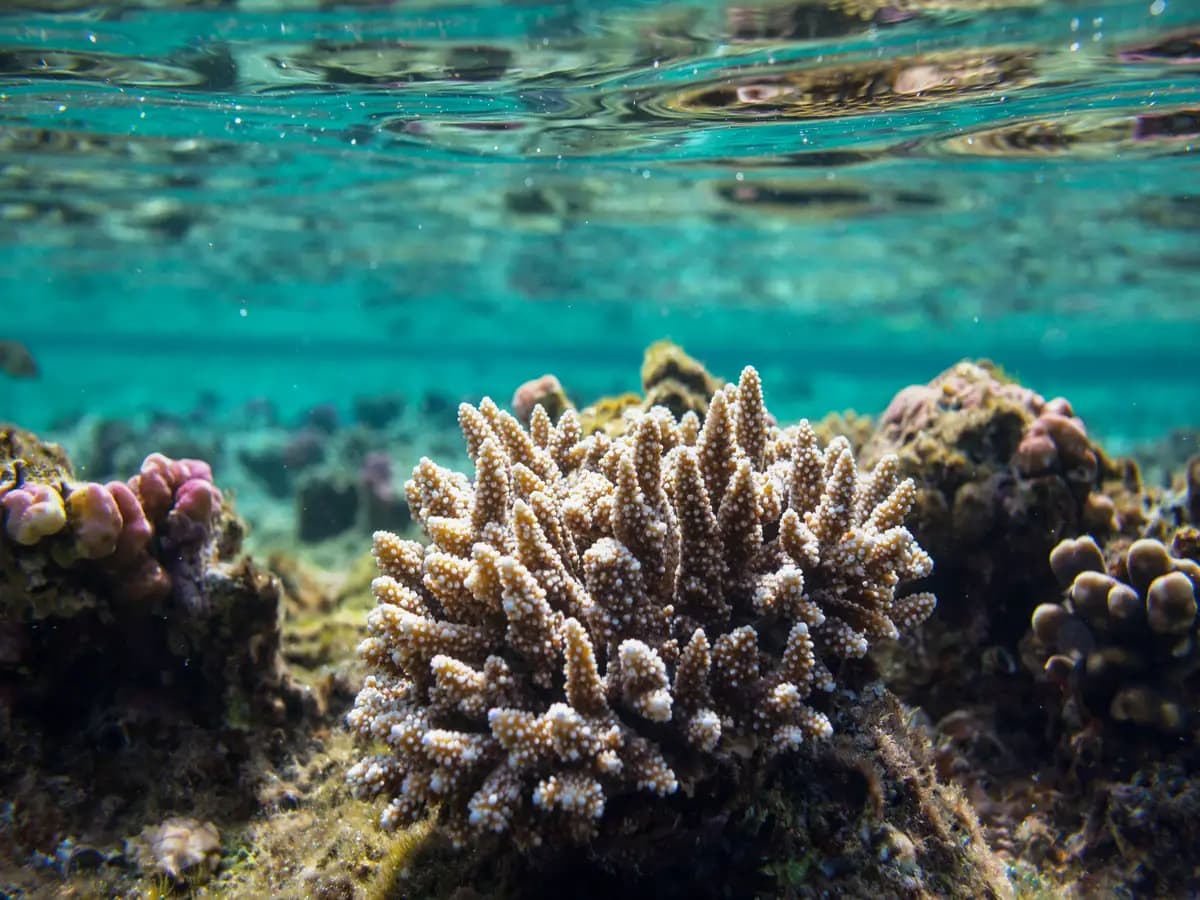 In Australia si eliminano le alghe per salvare la barriera corallina