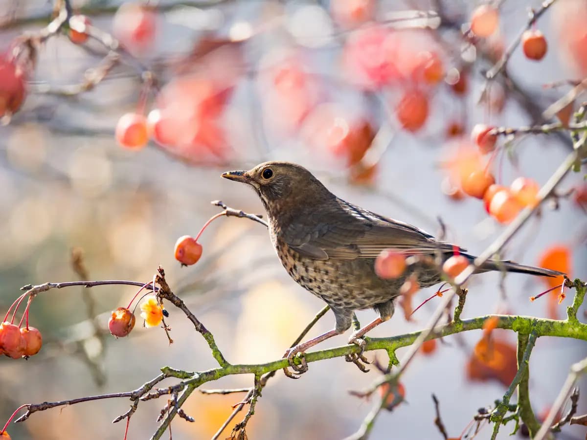 Quali uccelli rari si possono vedere in autunno?