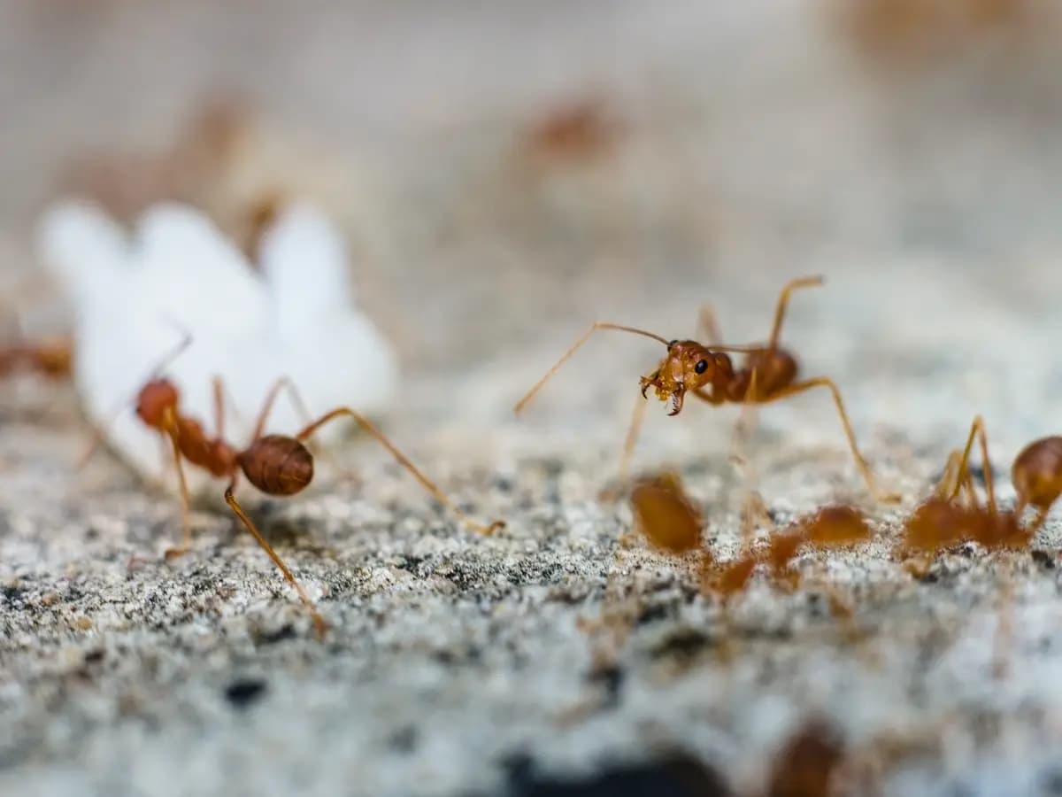 Le formiche invasive creano grandi problemi agli ecosistemi