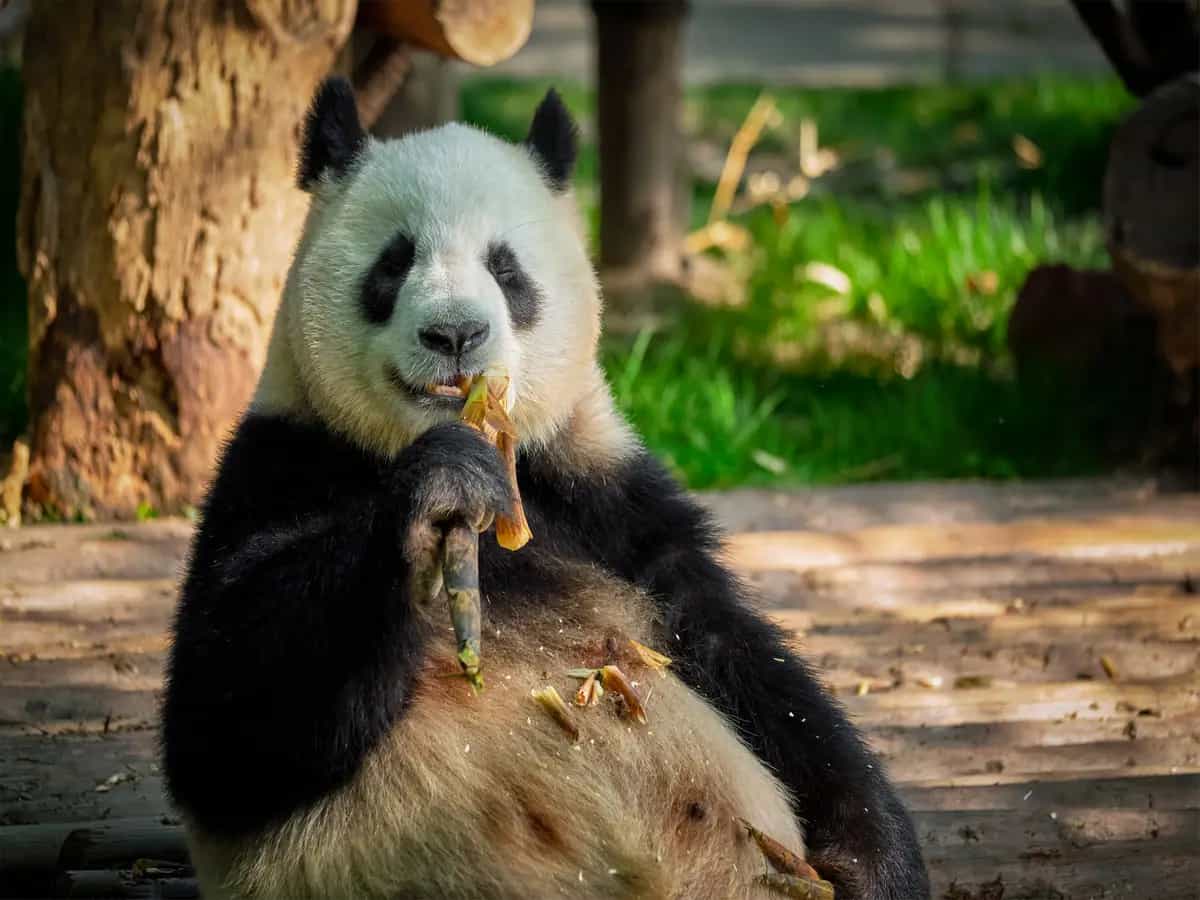Panda, le conseguenze della vita in cattività su questi animali